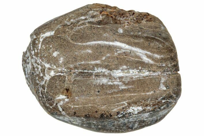 Fossil Dinosaur (Triceratops) Shed Tooth - Montana #324179